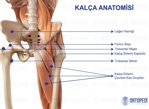 Kalça Anatomisi Detaylı Anlatım