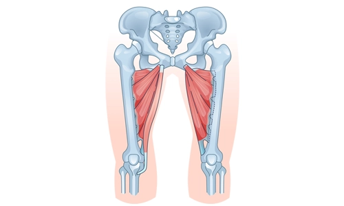 Adduktor Kas Yaralanması Nedir? Tanı ve Tedavisi