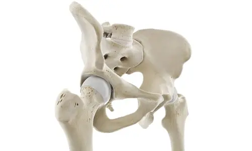 Kalça Anatomisi Nedir? Yapıları Nelerdir?